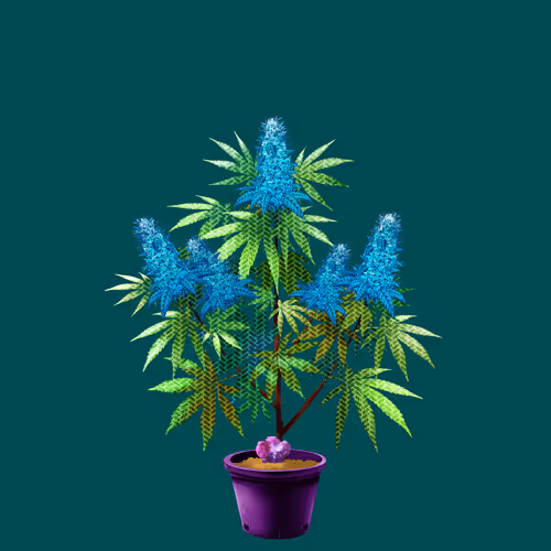 NFTokin #9367
