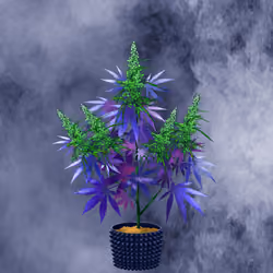 NFTokin #10879
