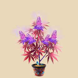 NFTokin #4822
