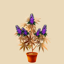 NFTokin #6841
