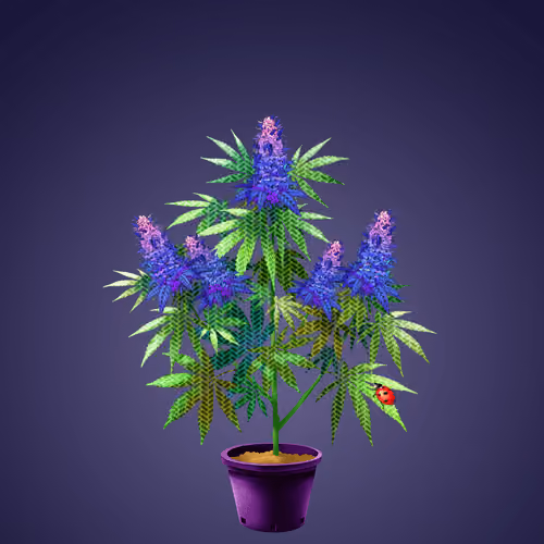 NFTokin #12757