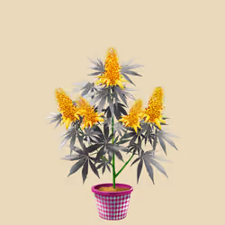 NFTokin #12303