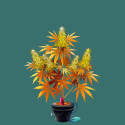 NFTokin #5164