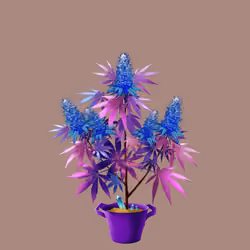 NFTokin #10833