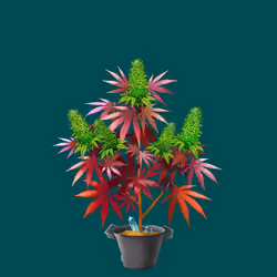 NFTokin #11172