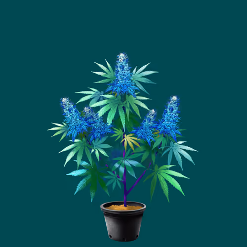 NFTokin #9487