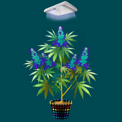 NFTokin #10816