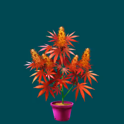 NFTokin #11263