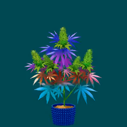 NFTokin #6307