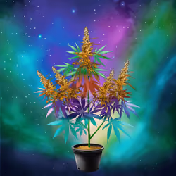 NFTokin #12580