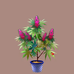 NFTokin #8562