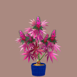NFTokin #7731