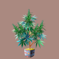 NFTokin #12076