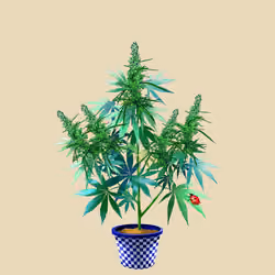 NFTokin #12592