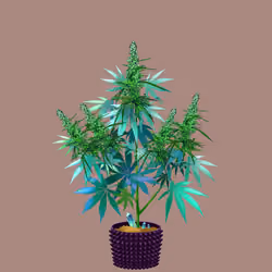 NFTokin #9924