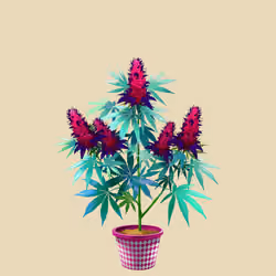 NFTokin #6069