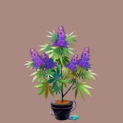 NFTokin #5357
