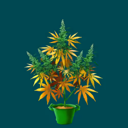 NFTokin #5908