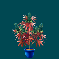 NFTokin #2023