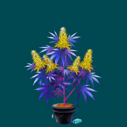 NFTokin #5053