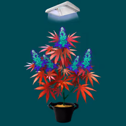NFTokin #11300