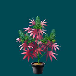 NFTokin #3317