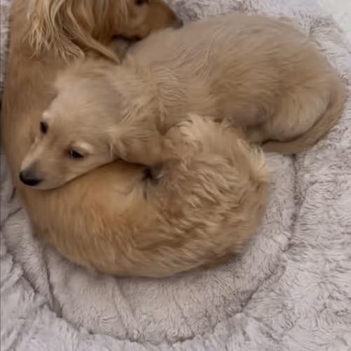 letjoellive.lens-Collect-1131