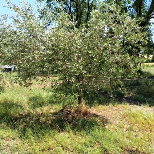 Our Land Olive Tree NFT  Exclusive Collection