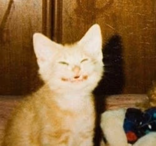 kitty - qKl2ccxJIa