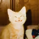kitty - qKl2ccxJIa