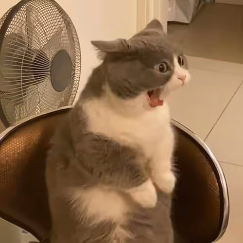 aminn.lens-Collect-48