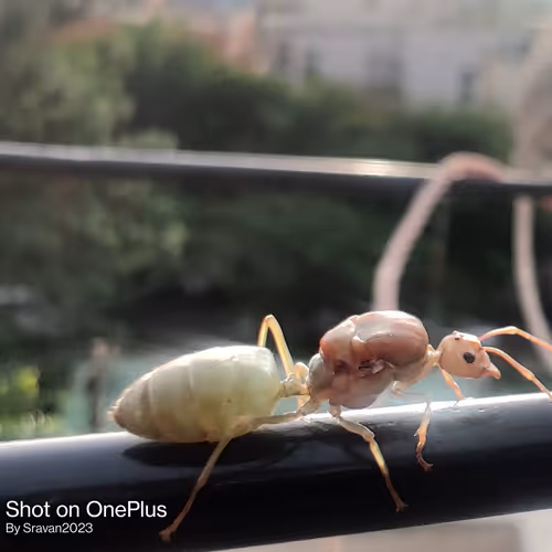 Item #762238333641339052199 Media