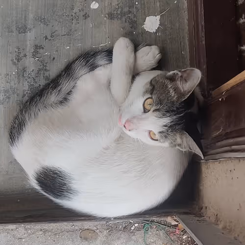 Item #429128078352070586913 Media