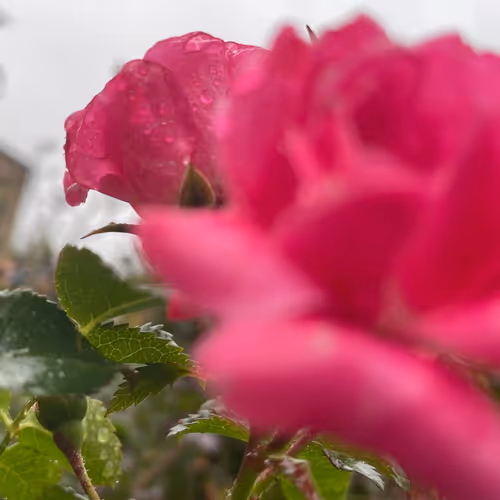 Item #880970448351851425954 Media