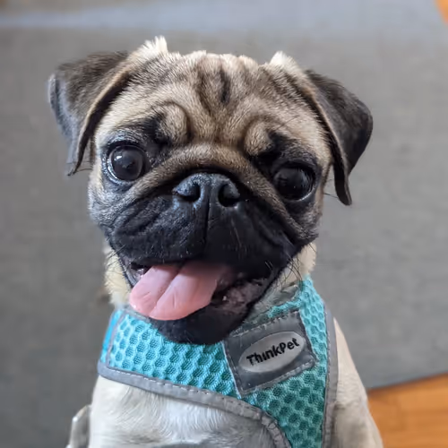 Item #679199521991380485114 Media