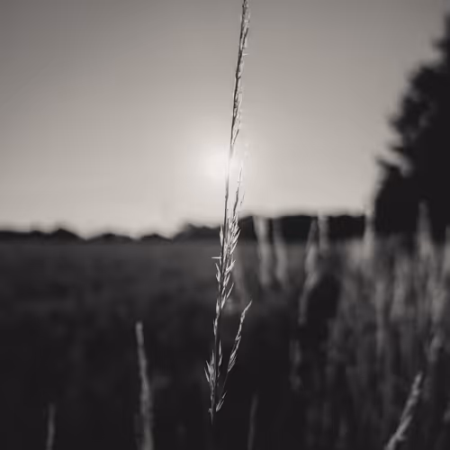 zospours.lens-Collect-4843