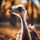 Ostrich