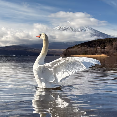 Swans at Lake Yamanaka