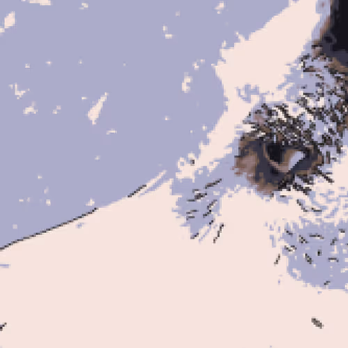 Husky