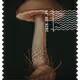 1091