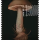 644