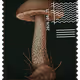 431