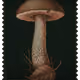 610