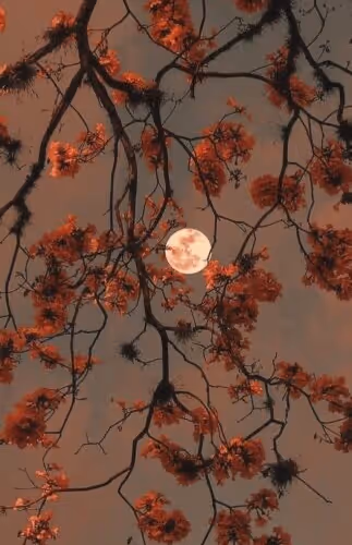 umarmase.lens-Collect-3098