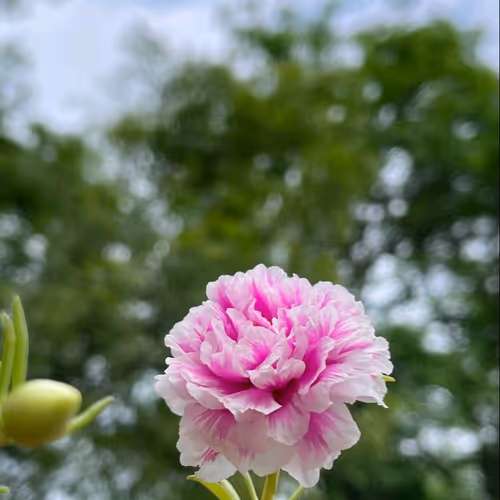 invalid.lens-Collect-1675