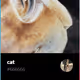 cat - EwrRaGgzK2