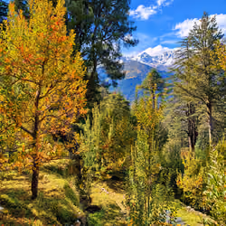 Autumn Apple Orchard of the Himalayas