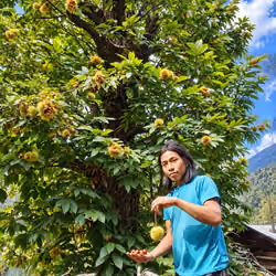 Chestnut Harvest beneath the Himalayas