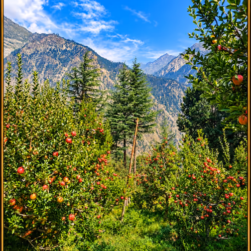 Himalayan Nature 