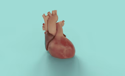 3D Heart
